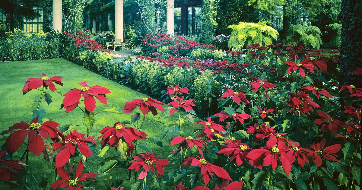 Longwood Christmas Past Longwood Gardens